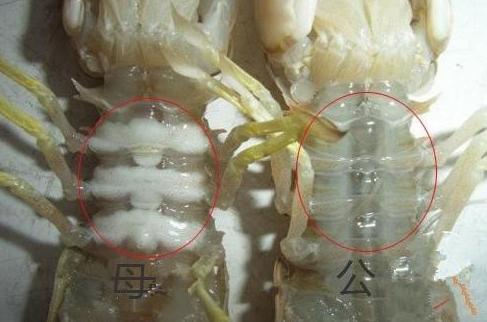 皮皮虾怎么挑有肉有黄,如何挑肉质肥美的皮皮虾