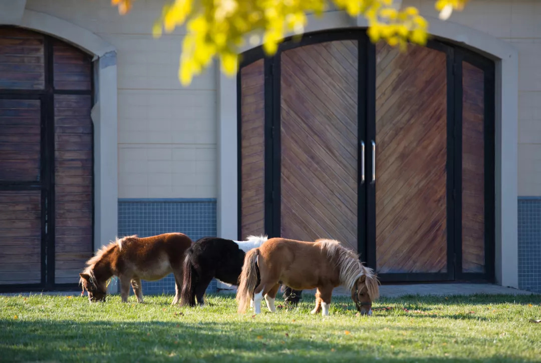 「竞赛通知」富国高银杯2018 FFE PONY挑战赛