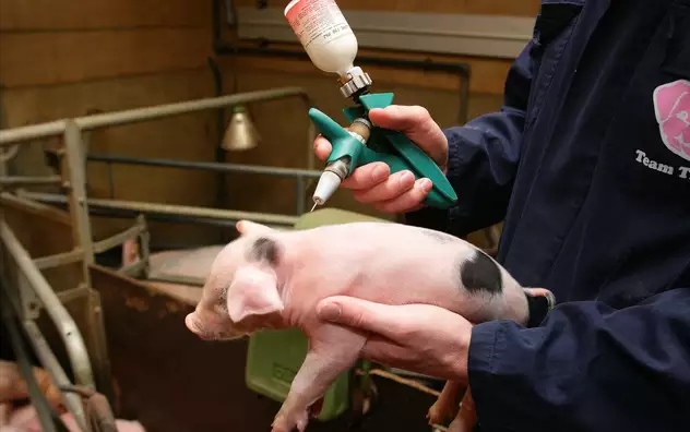 猪场仔猪拉稀,仔猪拉稀呕吐用什么中药好