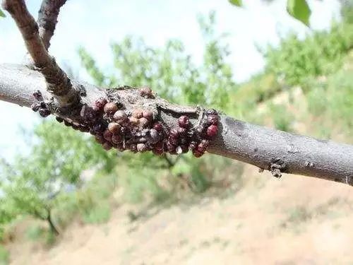 茶花炭疽病用什么药治最好,茶花炭疽病的症状和防治方法