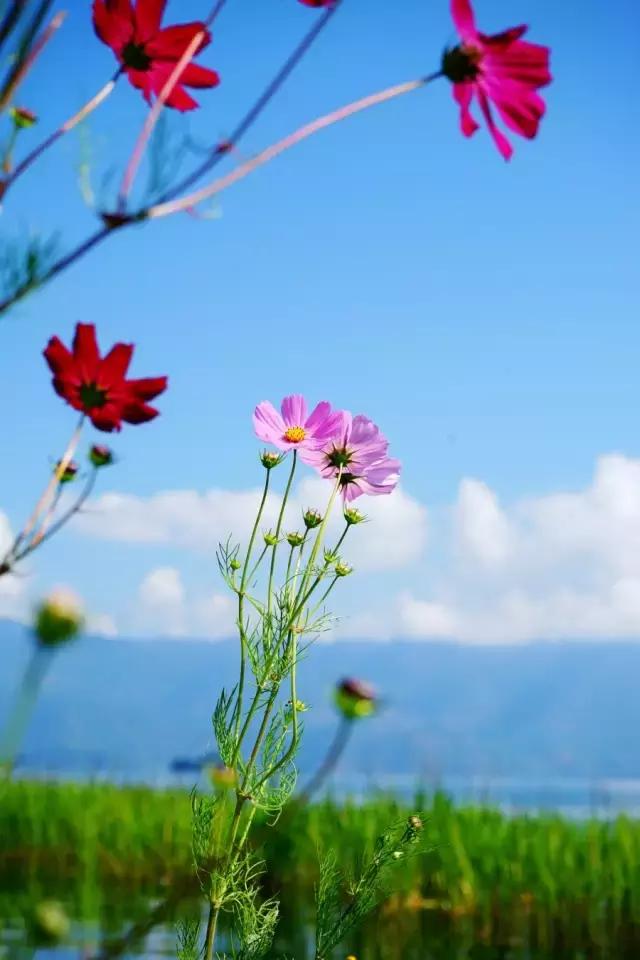 泸沽湖为什么适合一个人去,大理古城和泸沽湖哪个更值得一去