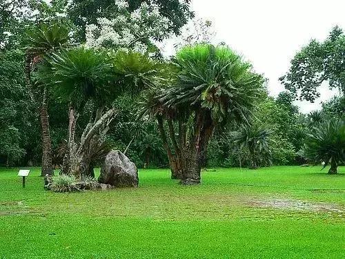 世界上有各种各样的树你听说过,世界上最美的树的排名