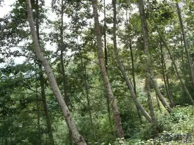 世界上有各种各样的树你听说过,世界上最美的树的排名