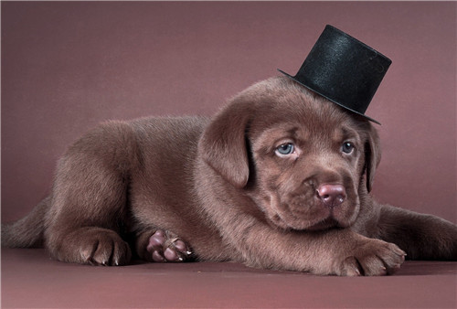 6岁小男孩被疯狗咬伤仅13天离世，专家建议：狂犬疫苗越早打越好