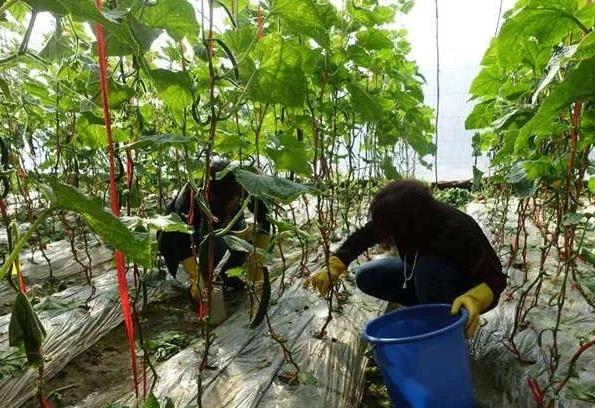 必须了解的八种农药,农药知识