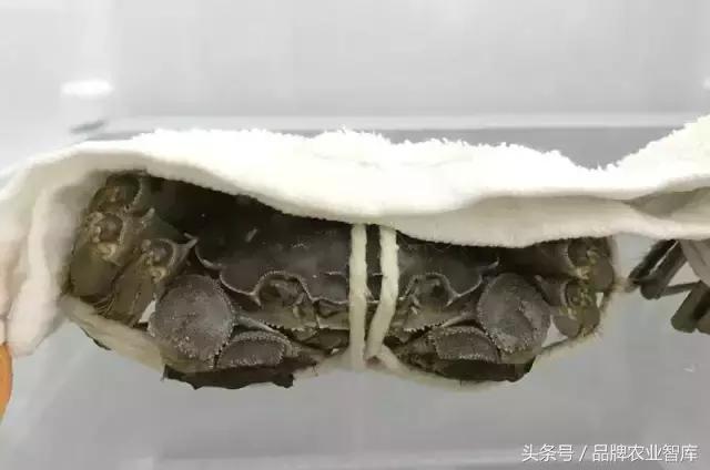 大闸蟹基础知识,大闸蟹科普知识