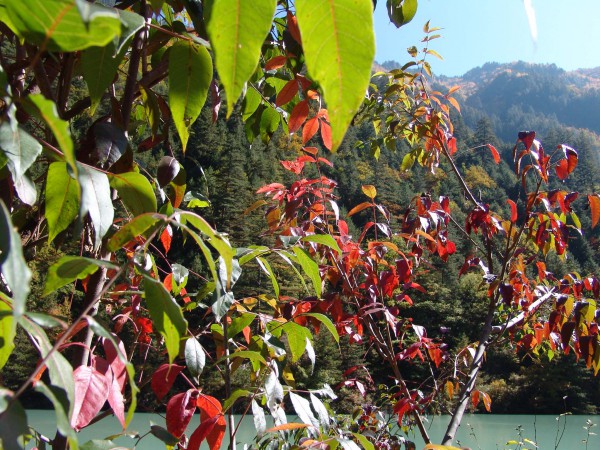 甘南秋天,甘南州的秋天