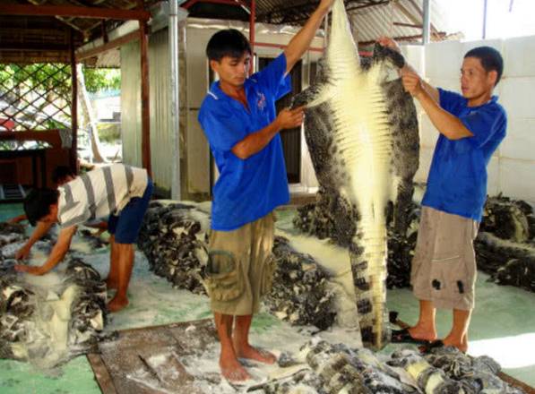 看了这些你还想养狗吗,看了这些你还敢整牙吗