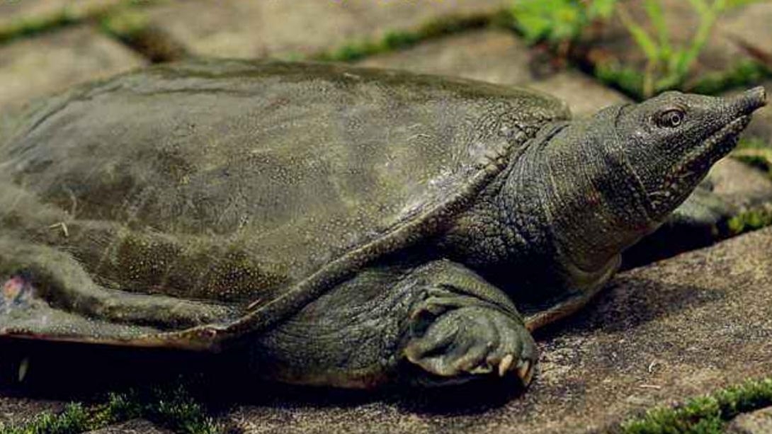 野钓乌龟有这4大技巧，哪种都能上几只，最后一种竟不用鱼竿鱼钩