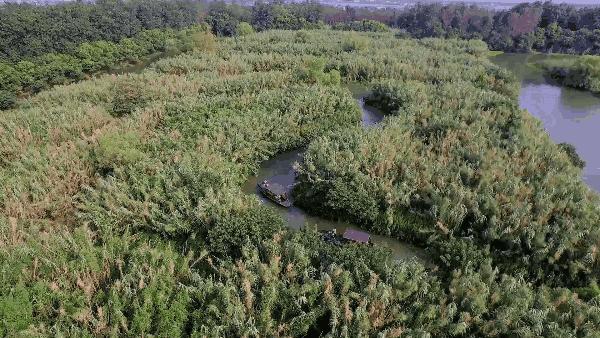 阳澄湖旅游吃大闸蟹民宿,沙家浜景区芦花湾住宿