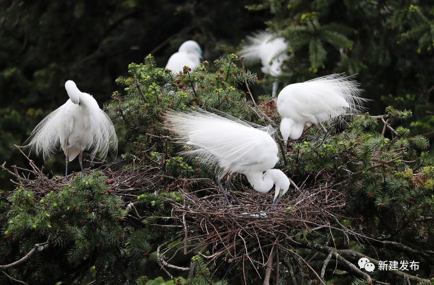 南昌市撤乡设镇新闻,南昌县改区最新进展