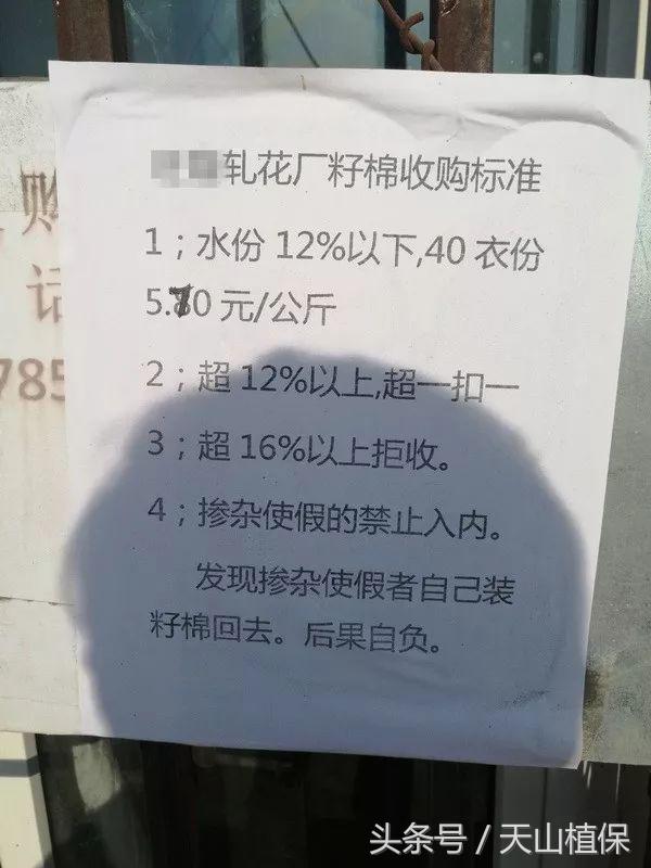2022年籽棉目前价格,南北疆籽棉收购价格表
