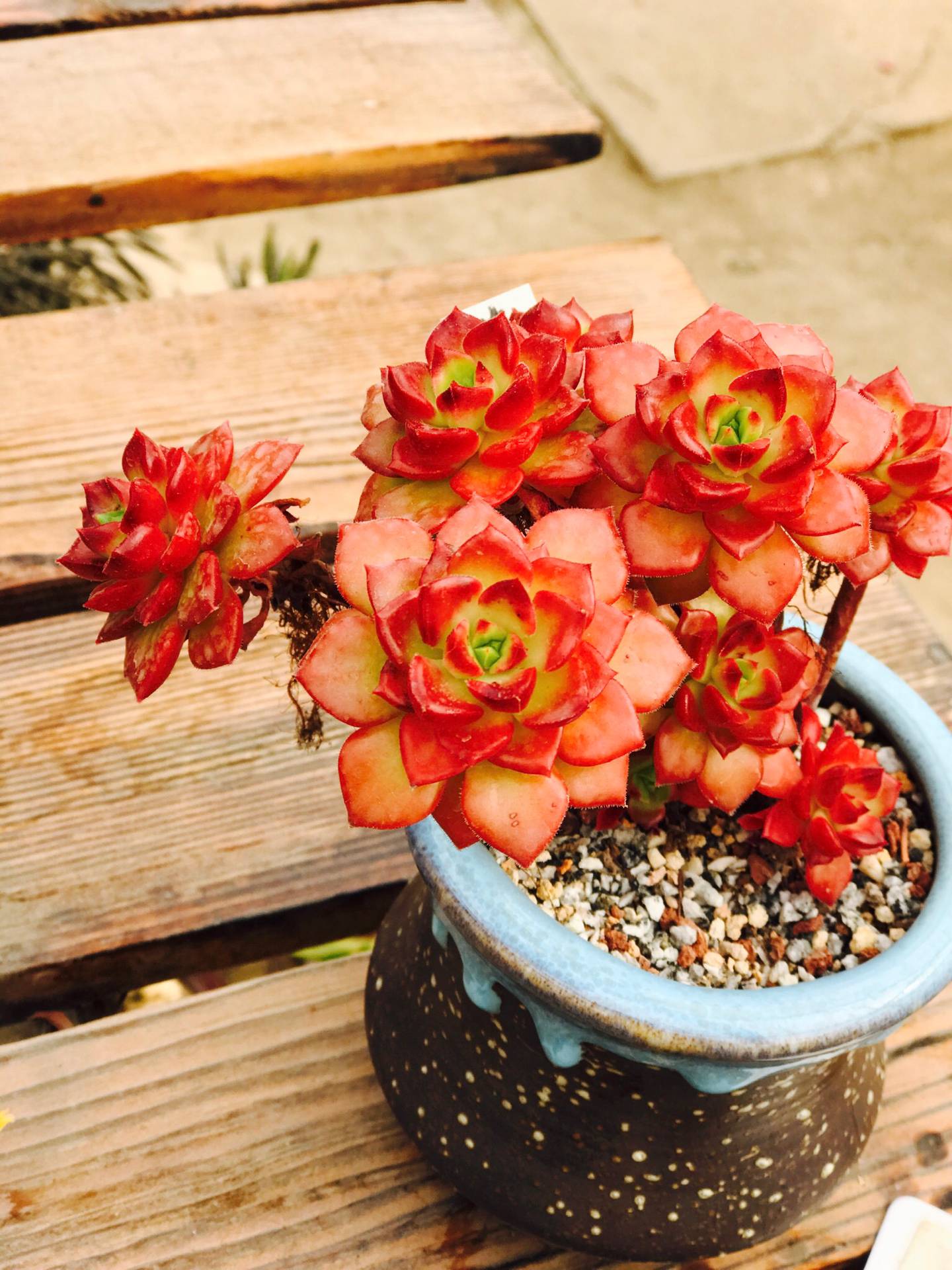 都是哪些人在玩和平精英,都是哪些人在玩金铲铲呀