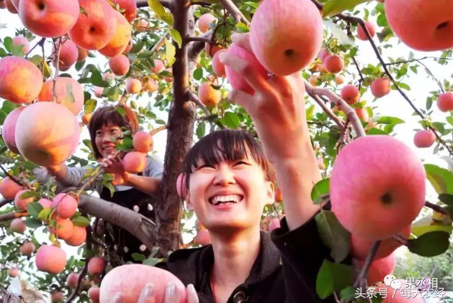 苹果树的锈果病怎么治,苹果果锈