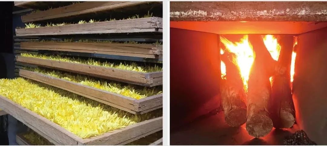 婺源金丝皇菊的故事,一朵一泡金丝皇菊