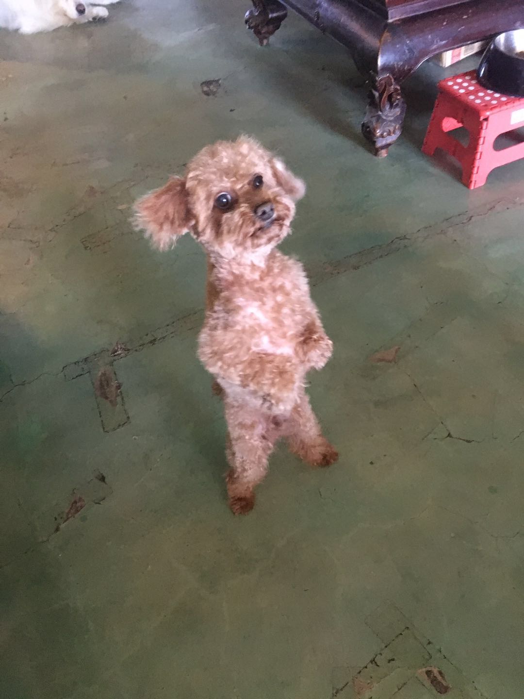 美短虎斑猫一窝,美短虎斑猫的日常