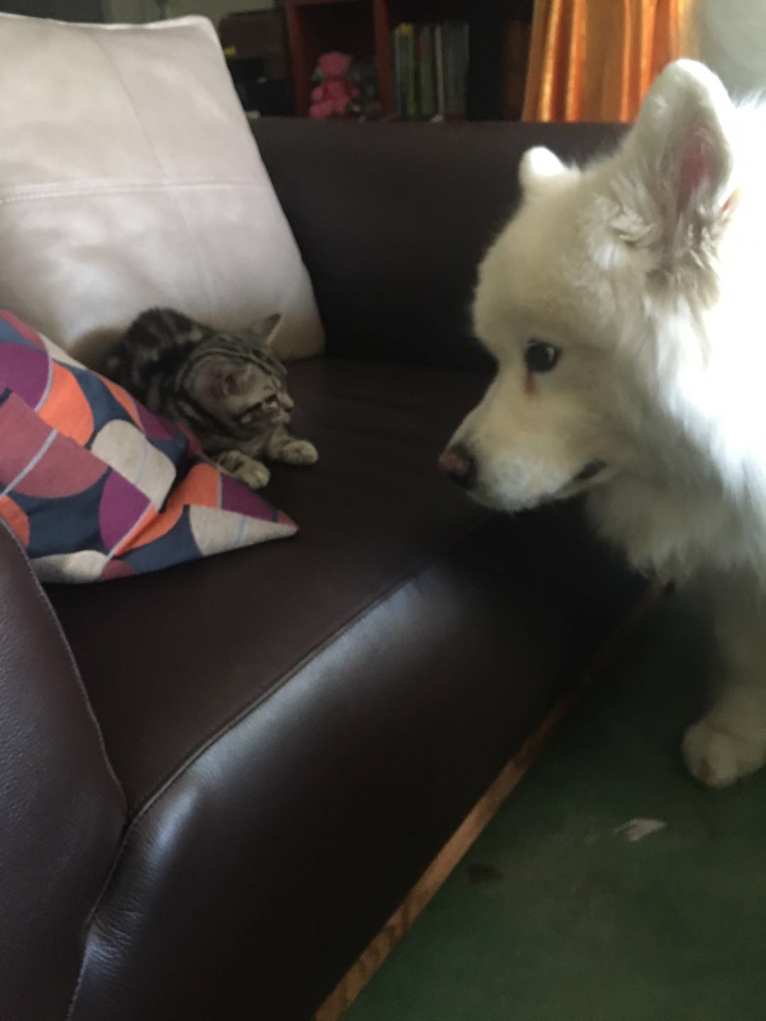 美短虎斑猫一窝,美短虎斑猫的日常