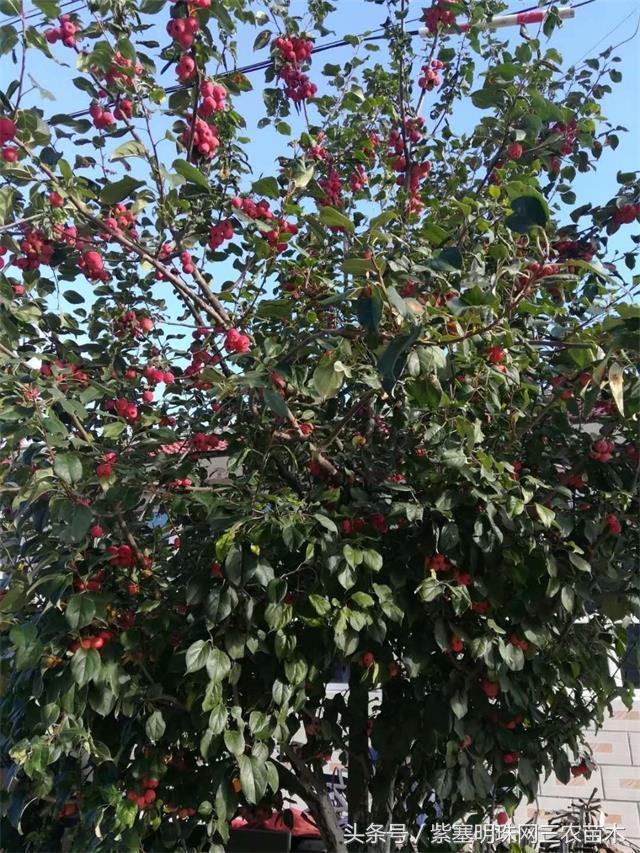 北京龙庆峡民宿,北京龙庆峡民宿第一名