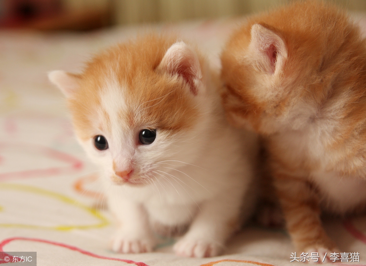 教你用排除法，给主子找一款最适合的主粮