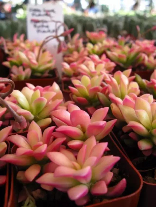 多肉缀化腐黑伤口怎么用多菌灵,多肉黑霉病菌怎么治疗