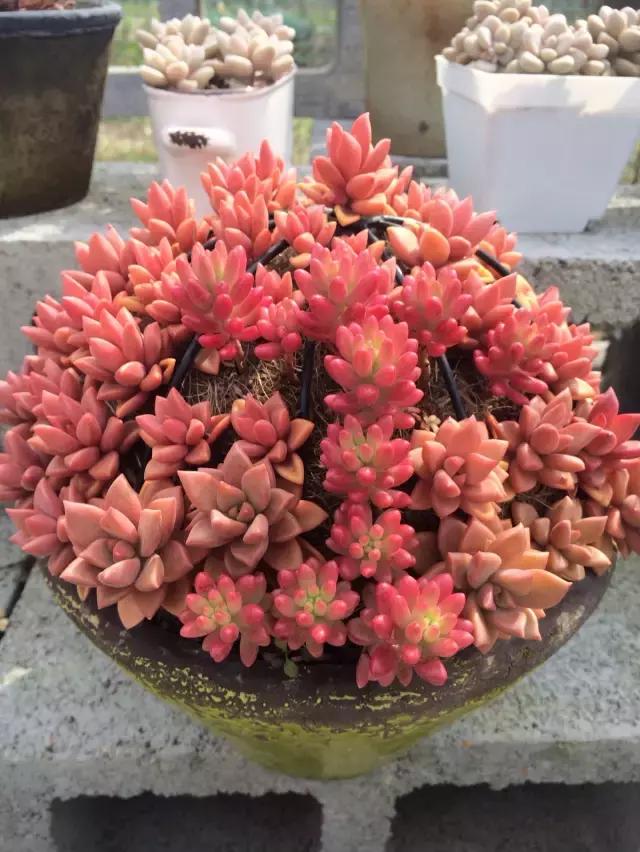 多肉煤烟病用多菌灵有用吗,多肉黑霉病喷多菌灵好用吗