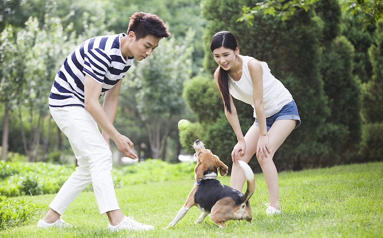 老公在家养狗我不喜欢怎么办,老公不喜欢狗怎么养