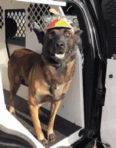 养马犬的十大优缺点,养马犬一般是拿来干嘛