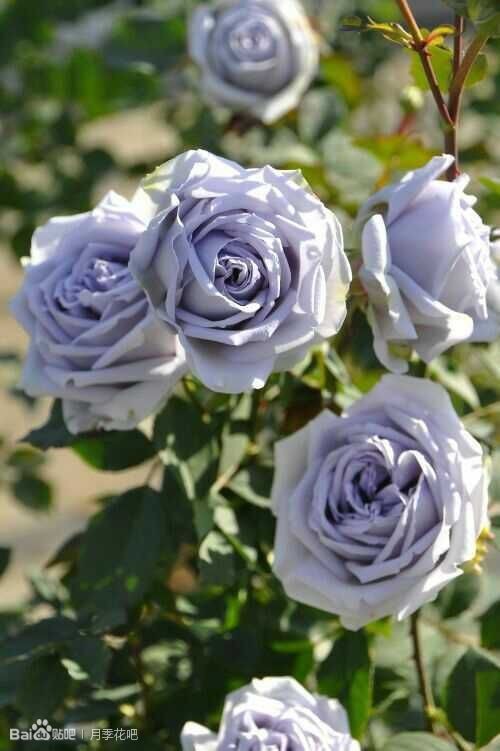 蓝紫色月季品种,39种紫藤品种