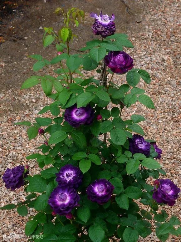 蓝紫色月季品种,39种紫藤品种