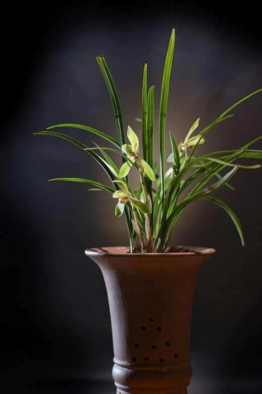 养兰花技巧与方法,养兰花十个小技巧