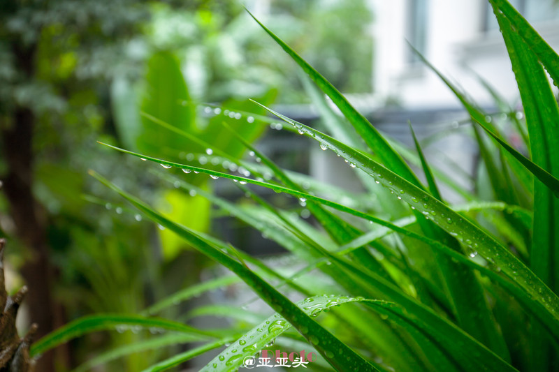 北海桂林阳朔6天5晚雨中游-大概是遇到了萧敬腾
