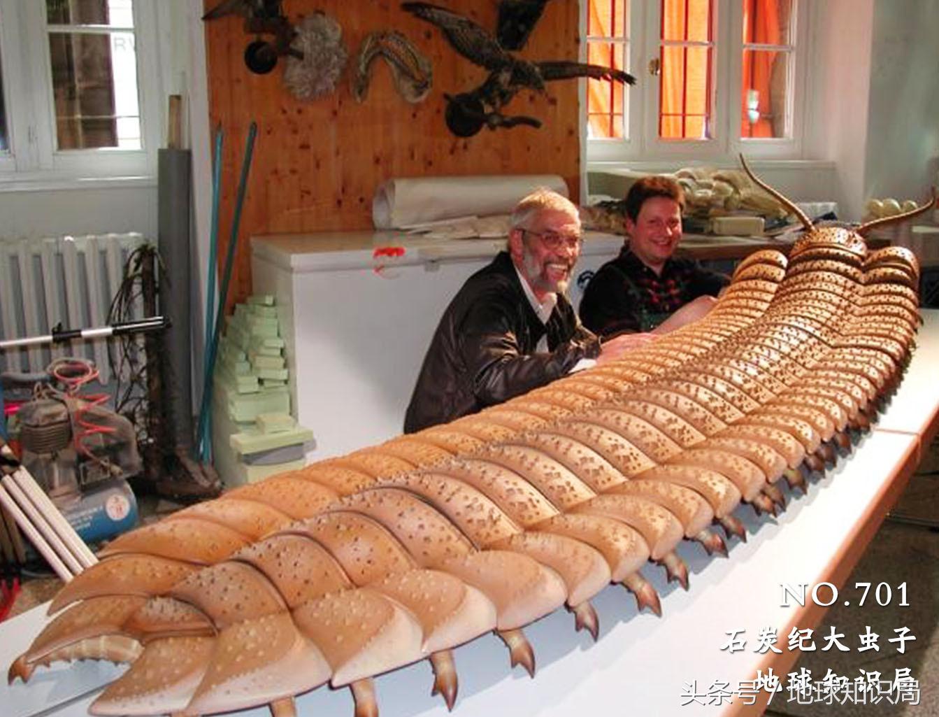 蜻蜓比盆大,蜘蛛脸上挂,远古巨虫要称霸——可以!地球知识局