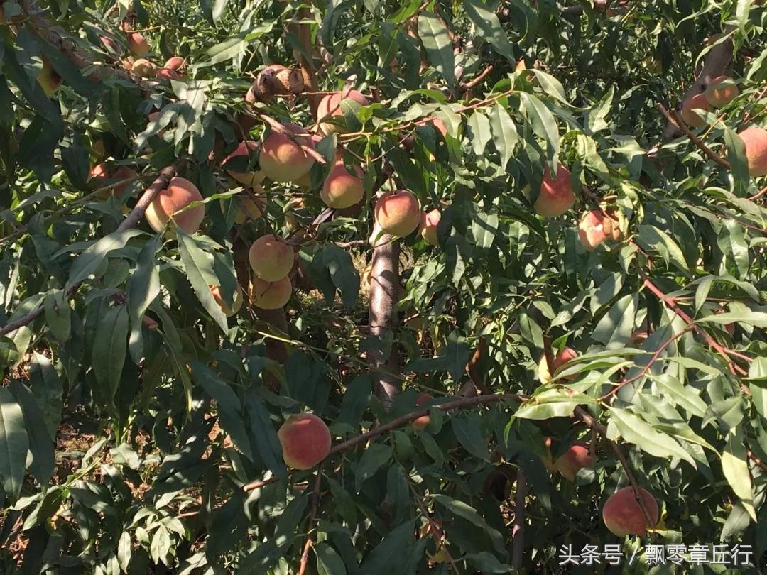 朱家峪附近采摘,章丘朱家峪摘油桃