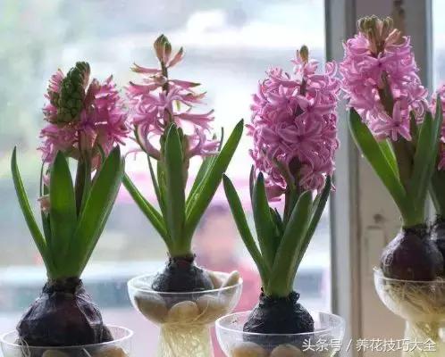 风信子种球发霉了怎么补救,刚买回来的风信子种球怎么处理