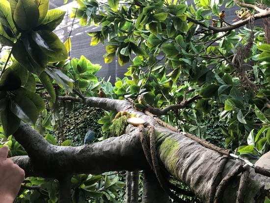 蝶舞生活倾城绽放杭州首个蝴蝶公园在西溪欢乐城盛大开园