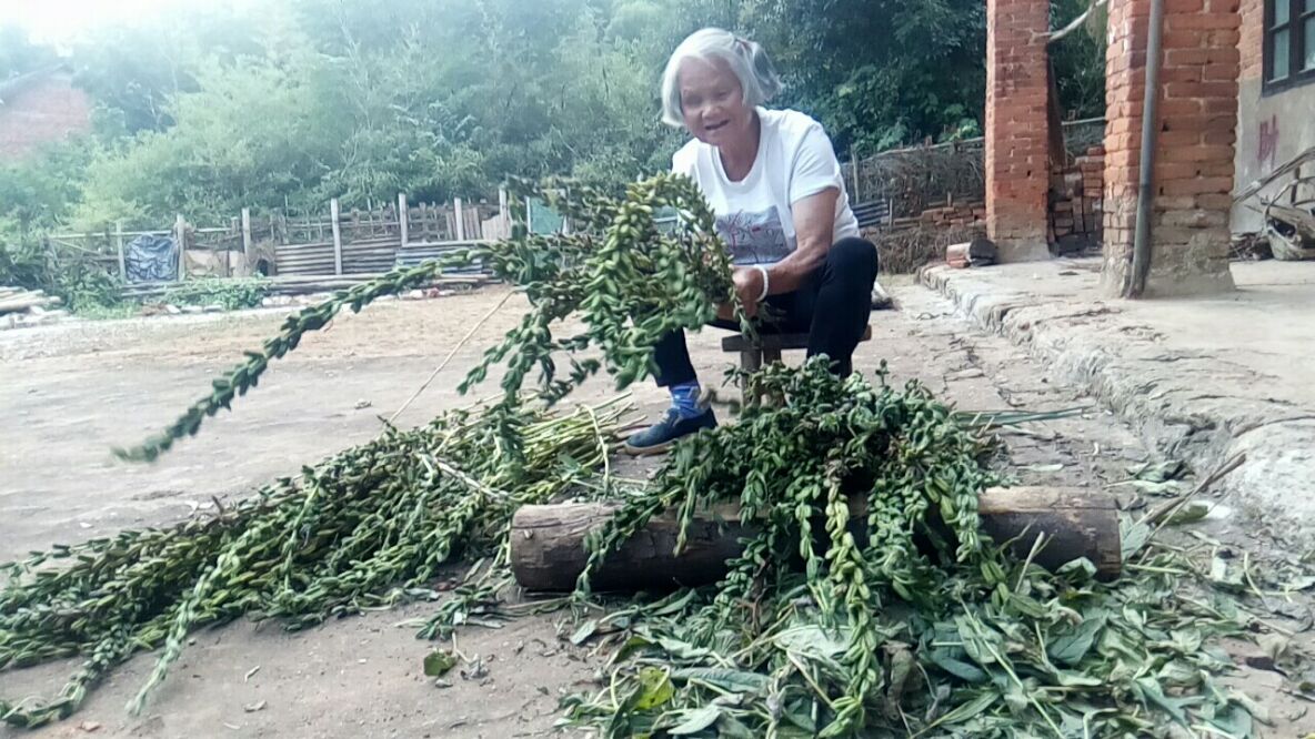 邵阳市经开区昭阳片区东城村金鸡塘组78岁老太庆国庆喜收“芝麻”