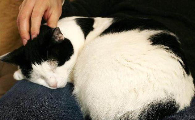 怎样防止网上买猫上当受骗,网上买猫一定不靠谱么