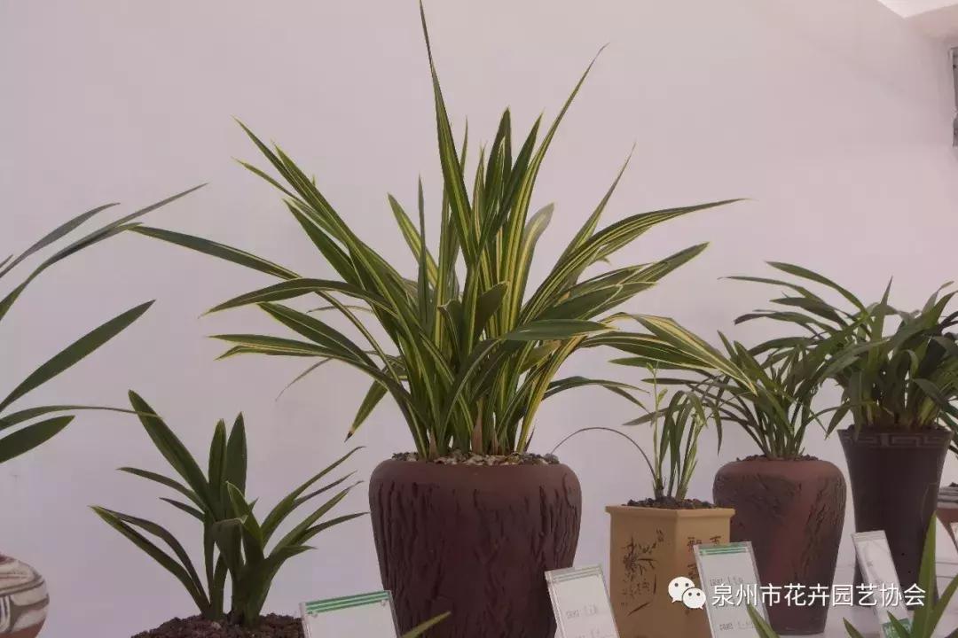 喜迎国庆展风采,迎国庆鲜花展美图