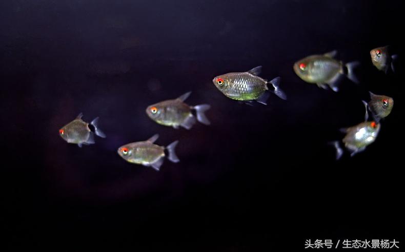 常见小型观赏鱼种类介绍,群游性极好的小型观赏鱼