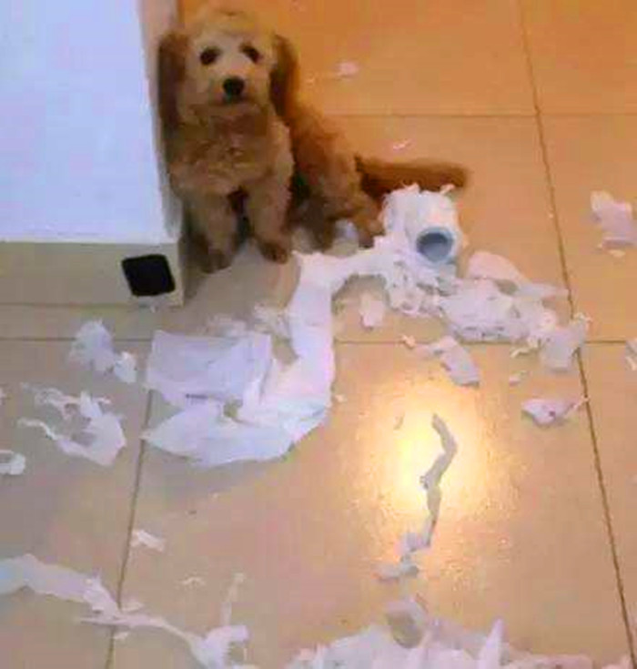 科学养狗让狗子听话,女孩子养狗遭嫌弃