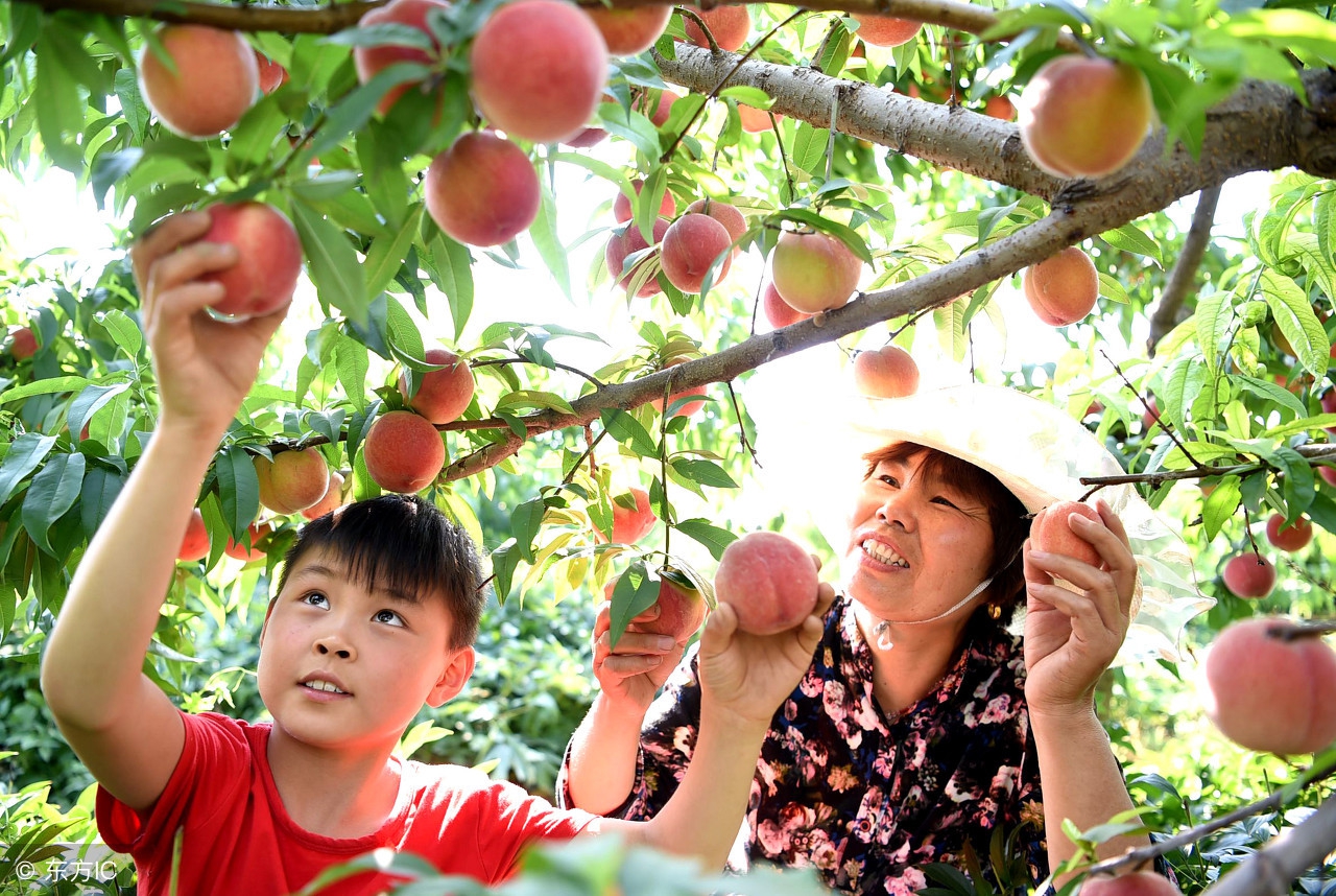 红富士80毫米一级苹果价格,冷库红富士苹果的价格