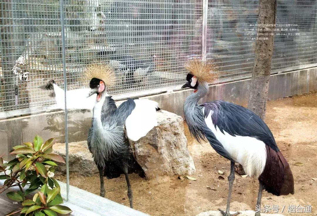 烟台十一景区免费游玩,十一假期旅游推荐烟台游乐场