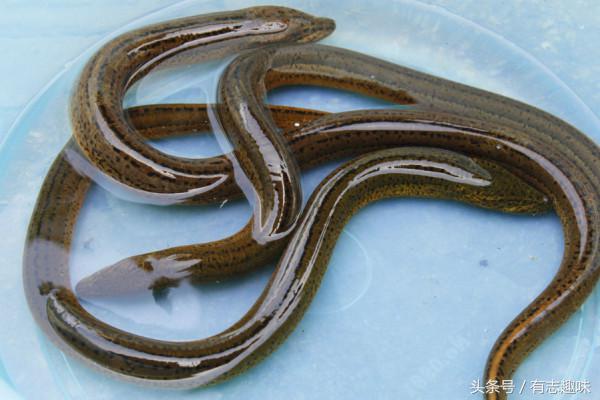 温州黄鳝怎么腌制不会有腥味,黄鳝如何去除膻味