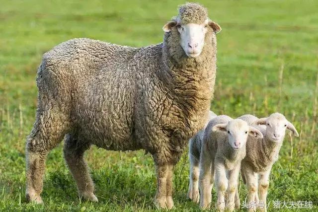 这么多羊看看你养的是哪一种?其他的你又认识几种?