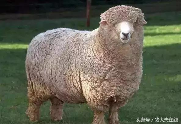 这么多羊看看你养的是哪一种?其他的你又认识几种?