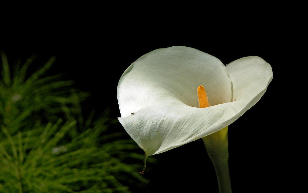 马蹄莲怎么养护才能开花呢,马蹄莲要怎么养才开花