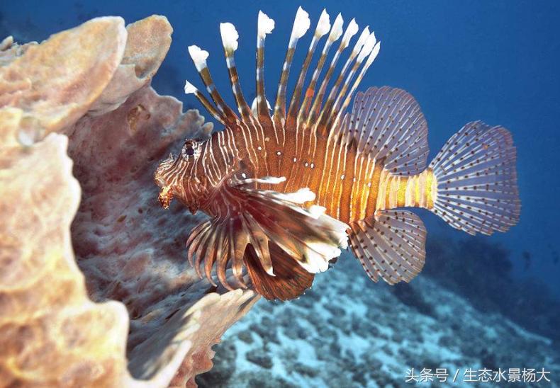 被观赏鱼划伤怎么办,被观赏鱼扎了