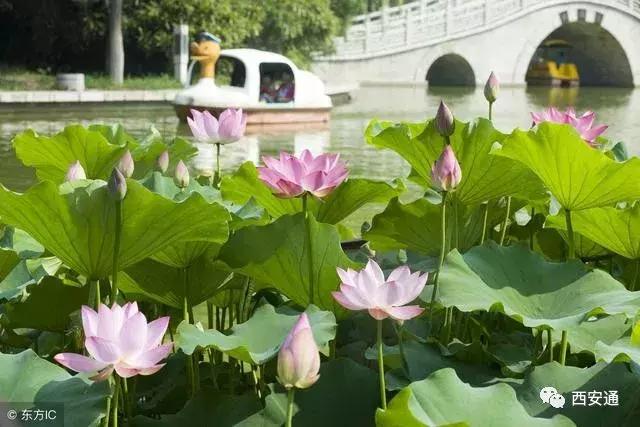 西安房子南郊还是北郊好,西安北郊买房最新消息