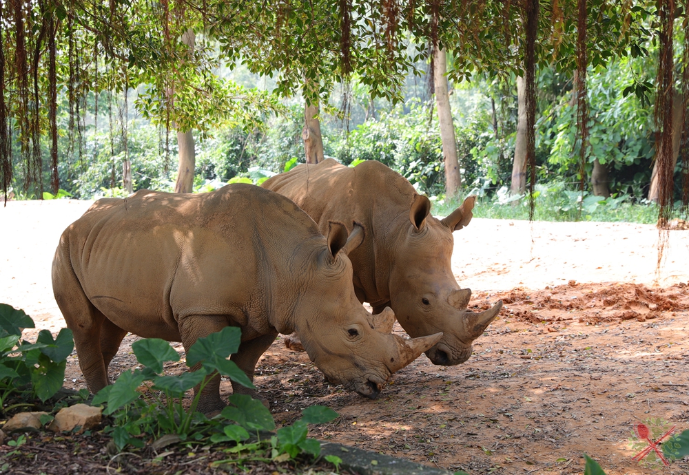 广州长隆4大乐园几天可以耍完,广州长隆野生动物世界国庆门票
