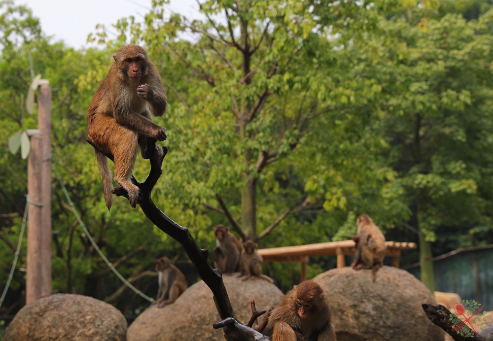 去广州长隆不住景区攻略,春节广州长隆不住园区怎么玩